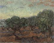 Olive Orchard,Saint-Remy, Vincent Van Gogh